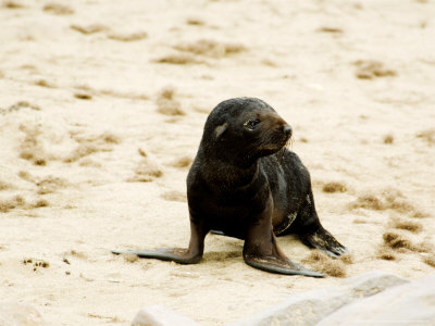 Cape Fur Seal, Pup, Skeleton Coast, Namibia by Ariadne Van Zandbergen Pricing Limited Edition Print image