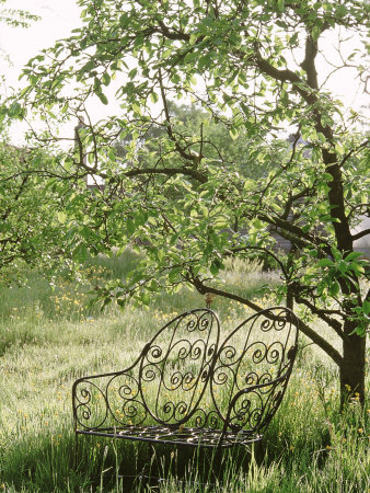 Black Metal Bench Underneath Tree In Wildflower Garden by Mark Bolton Pricing Limited Edition Print image