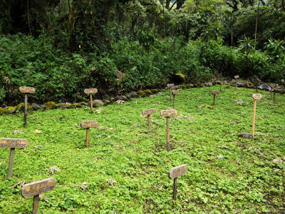Gorilla Graveyard At Karisoke Research Centre, Volcanoes National Park, Rwanda by Ariadne Van Zandbergen Pricing Limited Edition Print image