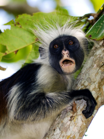 Kirks Red Colobus Monkey, Portrait In Tree, Zanzibar by Ariadne Van Zandbergen Pricing Limited Edition Print image