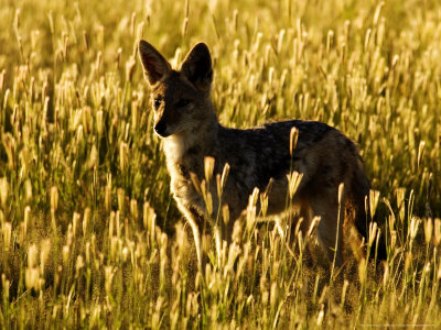 Black-Backed Jackal, Standing In Grass, Namibia by Ariadne Van Zandbergen Pricing Limited Edition Print image