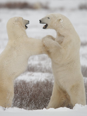 Polar Bears In Churchill Manitoba by Keith Levit Pricing Limited Edition Print image