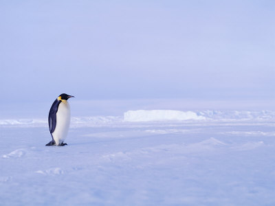 Emperor Penguin, Weddell Sea, Antarctica by David Tipling Pricing Limited Edition Print image