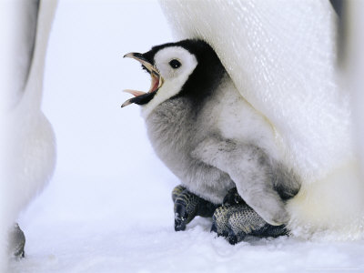 Emperor Penguins, Chick Being Brooded, Antarctica by David Tipling Pricing Limited Edition Print image