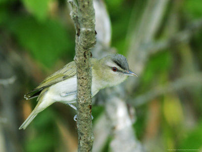 Red-Eyed Vireo, Ile Bizard, Canada by Robert Servranckx Pricing Limited Edition Print image