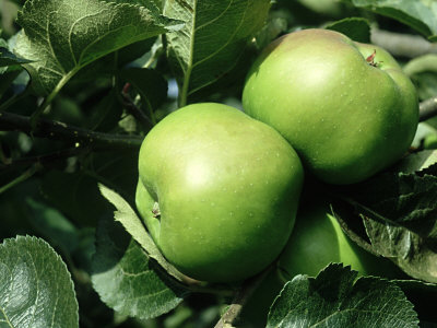 Bramleys Seedling Apple, Late Cooker by Gordon Maclean Pricing Limited Edition Print image