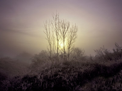 Tree In Fog by Henryk T. Kaiser Pricing Limited Edition Print image