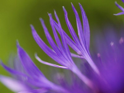 Cornflower, Close Up Of Flower Petals, Scotland by Mark Hamblin Pricing Limited Edition Print image
