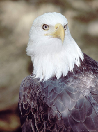 Portrait Of A Bald Eagle by Fogstock Llc Pricing Limited Edition Print image