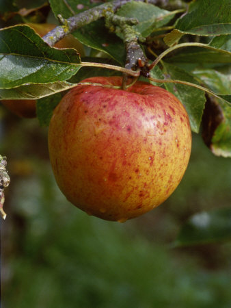Apple Sunset Close-Up Of Fruit On Tree September by David Askham Pricing Limited Edition Print image