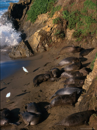 Northern Elephant Seals & Seagulls, California by Harry Walker Pricing Limited Edition Print image