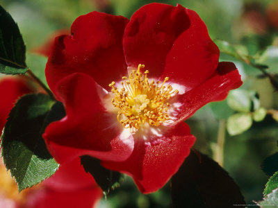 Floribunda Rose by Brian Carter Pricing Limited Edition Print image