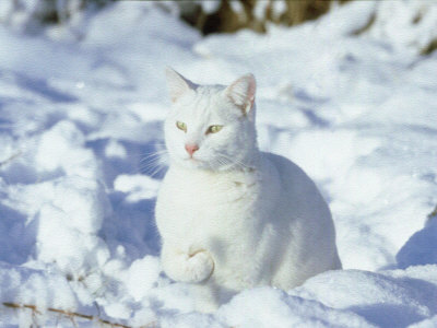 White Cat In Winter Snow by Alan And Sandy Carey Pricing Limited Edition Print image