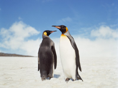 Penguins, South Georgia, Near Cape Horn by Volvox Pricing Limited Edition Print image