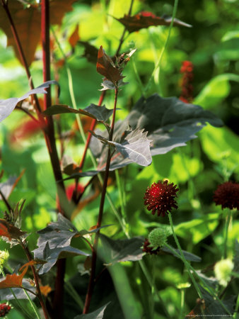 Scabious And Orache, Close-Up Of Deep Red Flower Head And Purple Leaves by Fiona Mcleod Pricing Limited Edition Print image