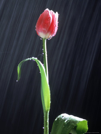 Red Tulip In The Rain by Ted Wilcox Pricing Limited Edition Print image