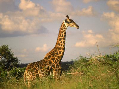 Giraffe, Kruger National Park, South Africa by Walter Bibikow Pricing Limited Edition Print image