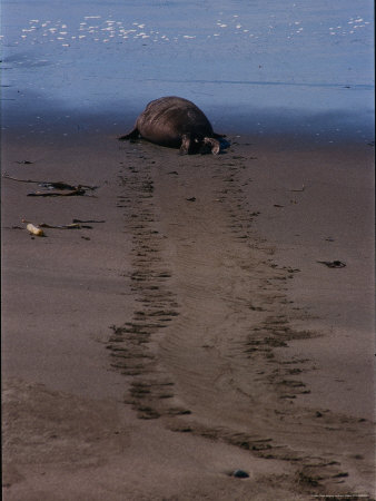 Elephant Seal Going Toward The Ocean, Ca by Harry Walker Pricing Limited Edition Print image