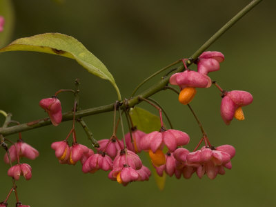 Euonymus Europaeus, Berries With Arils by Bob Gibbons Pricing Limited Edition Print image