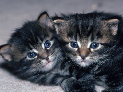 Two Four-Week-Old Maine Coon Kittens by Tony Ruta Pricing Limited Edition Print image