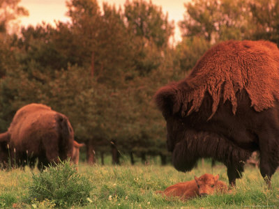 American Bison & Calf by Donald Higgs Pricing Limited Edition Print image
