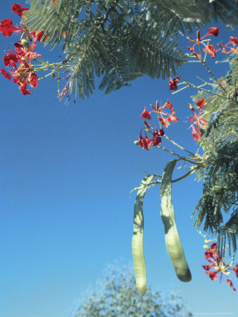 Decorative Plant, Namibia by Jacob Halaska Pricing Limited Edition Print image
