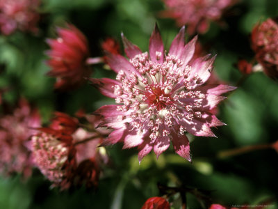 Astrantia Hadspen Blood, Close-Up Of Wine Red/Purple Flower by David Askham Pricing Limited Edition Print image
