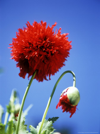 Papaver Orientale (Oriental Poppy) by David Askham Pricing Limited Edition Print image
