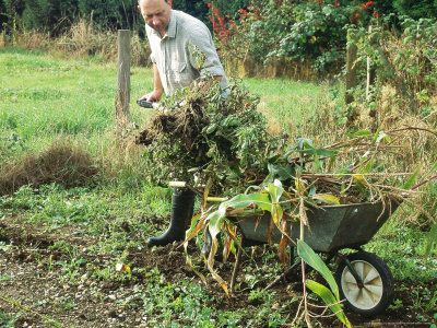 Man Clearing Organic Waste From Allotment, Preparation For Autumn Digging,September by Michael Howes Pricing Limited Edition Print image