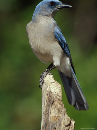 Mexican Jay Bird On A Dead Tree by Fogstock Llc Pricing Limited Edition Print image
