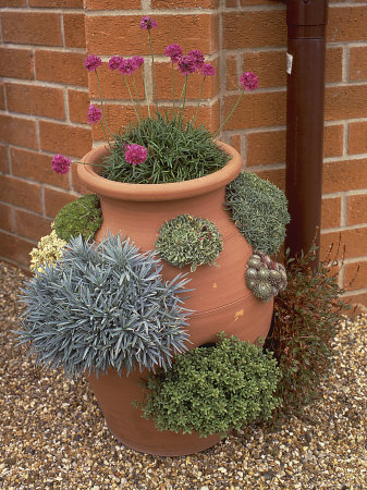 Alpines In Terracotta Container: Dianthus, Sempervivum, Raoulia Saxifraga by John Baker Pricing Limited Edition Print image