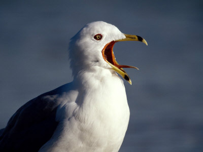 Ring-Billed Gull Squawking By The Ocean by Fogstock Llc Pricing Limited Edition Print image