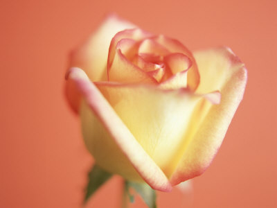 Rose by Masa Kono Pricing Limited Edition Print image