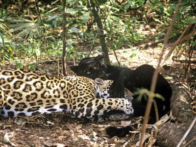 Jaguar, Pair Play Fighting by Chris Sharp Pricing Limited Edition Print image