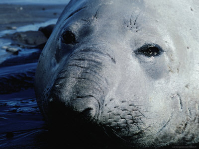 Southern Elephant Seal (Mirounga Leonina), Antarctica by Chester Jonathan Pricing Limited Edition Print image