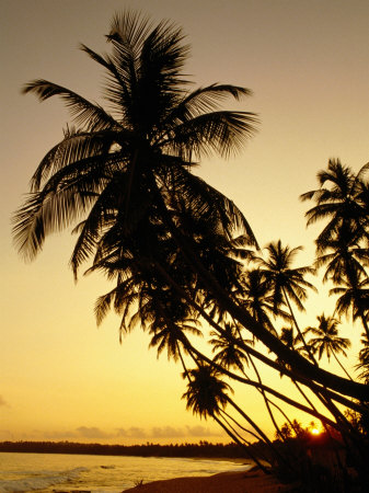 Palm Silhouettes At Sunset On Tangalla Beach, Tangalla, Southern, Sri Lanka by Greg Elms Pricing Limited Edition Print image