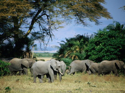 African Elephants (Loxodonta Africana), Lake Naivasha, Rift Valley, Kenya by Greg Elms Pricing Limited Edition Print image