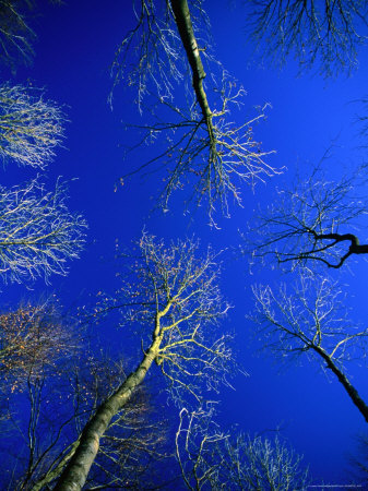 Beech Tree Forest In Late Autumn, Sjaelland Island, West Zealand, Denmark by Martin Llado Pricing Limited Edition Print image