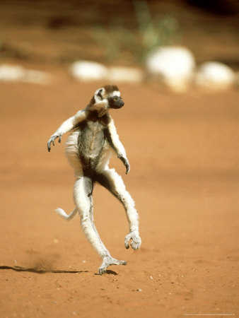 Verreauxs Sifaka, Running, Madagascar by Patricio Robles Gil Pricing Limited Edition Print image