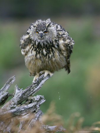 Eagle Owl, Adult On Stump, Scotland by Mark Hamblin Pricing Limited Edition Print image