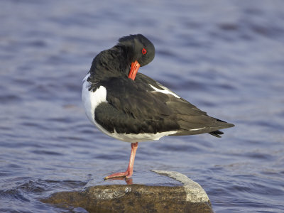 Oystercatcher, Adult Preening, Scotland by Mark Hamblin Pricing Limited Edition Print image