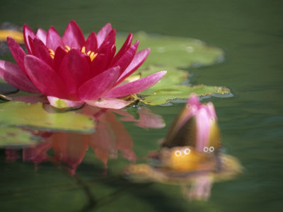 Nymphaea Escarboucle (Waterlily, Hardy Group) by Hemant Jariwala Pricing Limited Edition Print image