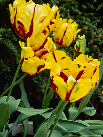 Tulipa Texas Flame (Yellow & Red Parrot Tulip) by Michael Howes Pricing Limited Edition Print image
