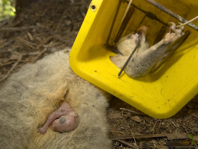 Brushtail Opossum, Caught In Trap, New Zealand by Tobias Bernhard Pricing Limited Edition Print image