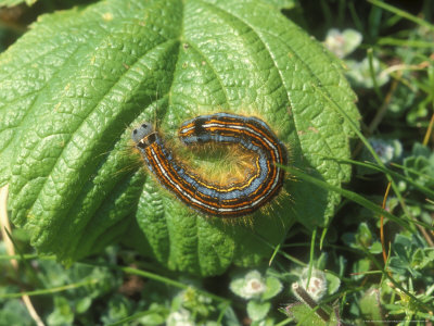 Lackey Moth, Caterpillar by David Boag Pricing Limited Edition Print image