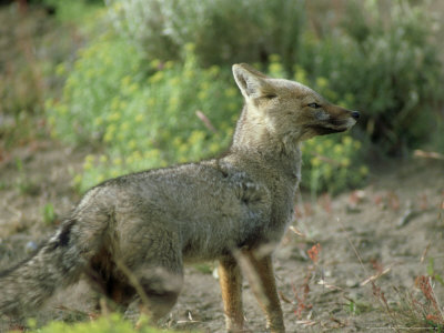 Culpeo Fox, Standing, Chile by Patricio Robles Gil Pricing Limited Edition Print image