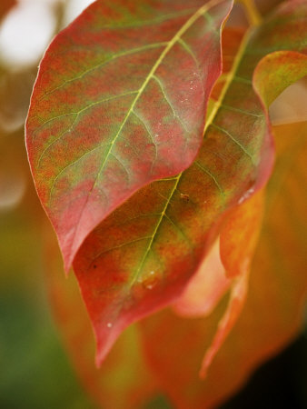 Diospyros Virginiana (Common Persimmon) October by David Murray Pricing Limited Edition Print image