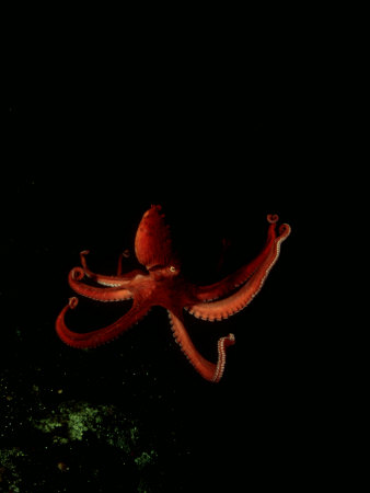Giant Pacific Octopus, Largest Species, Canada by David B. Fleetham Pricing Limited Edition Print image