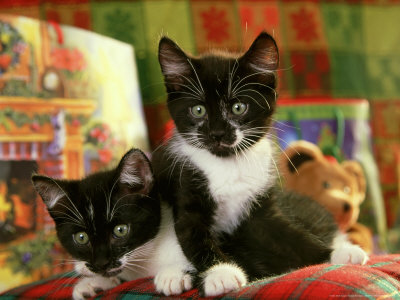 Tuxedo Kitten Pair Resting On Pillow by Alan And Sandy Carey Pricing Limited Edition Print image