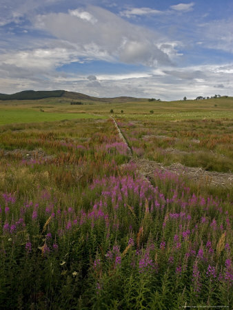 Rosebay Willowherb, En Masse In Fields Near Glenshee, Uk by Bob Gibbons Pricing Limited Edition Print image
